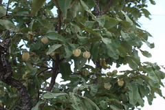 Terminalia coriacea